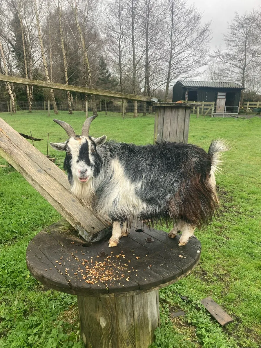 Pygmy Goat - Image 1