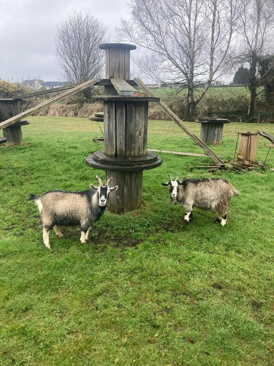 Pygmy Goat - Image 2
