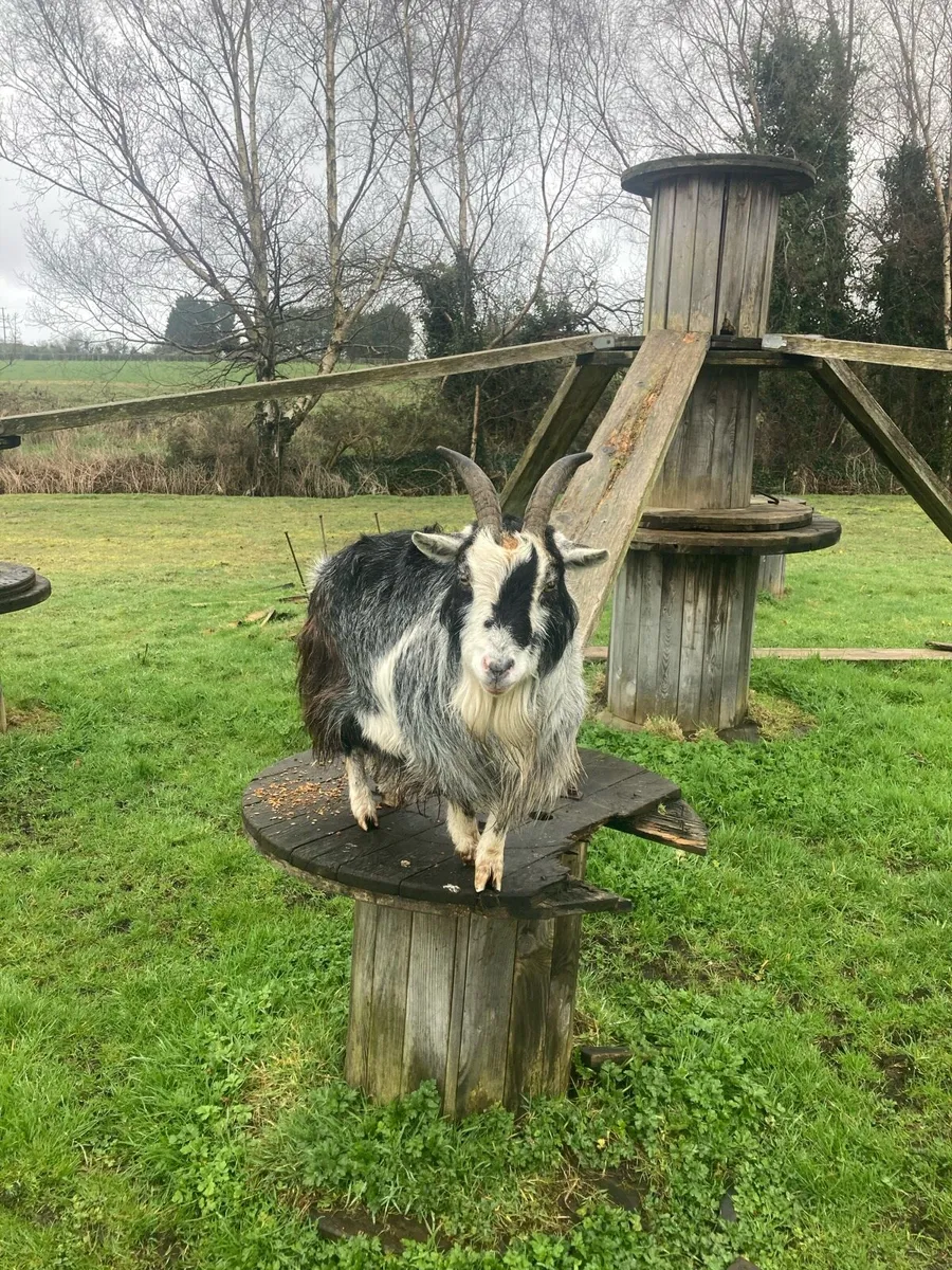 Pygmy Goat - Image 3