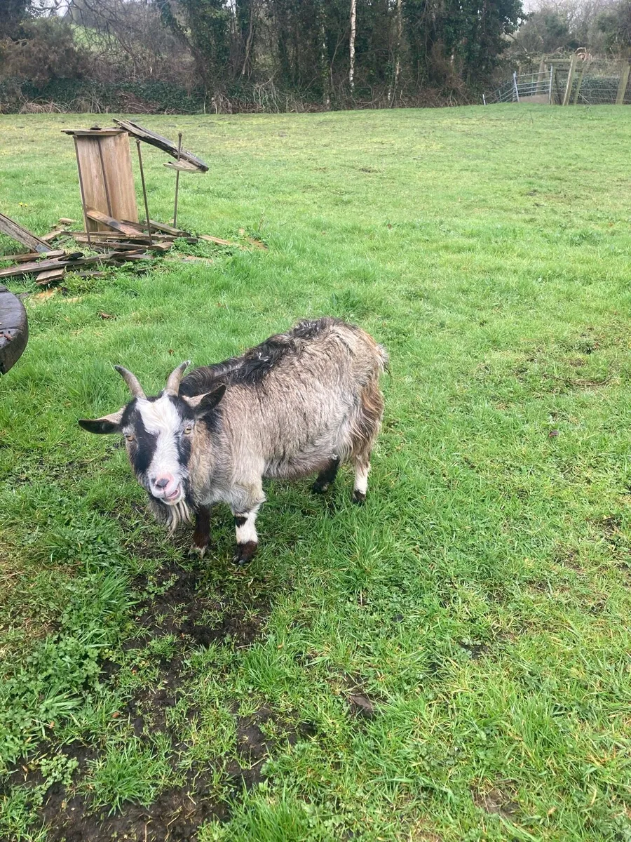 Pygmy Goat - Image 4