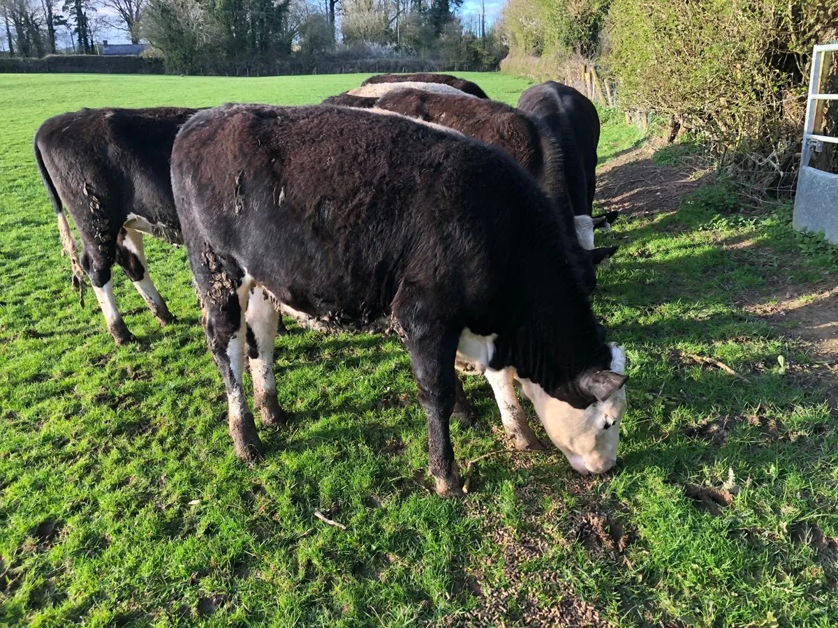 6 Hereford Heifers - Image 1