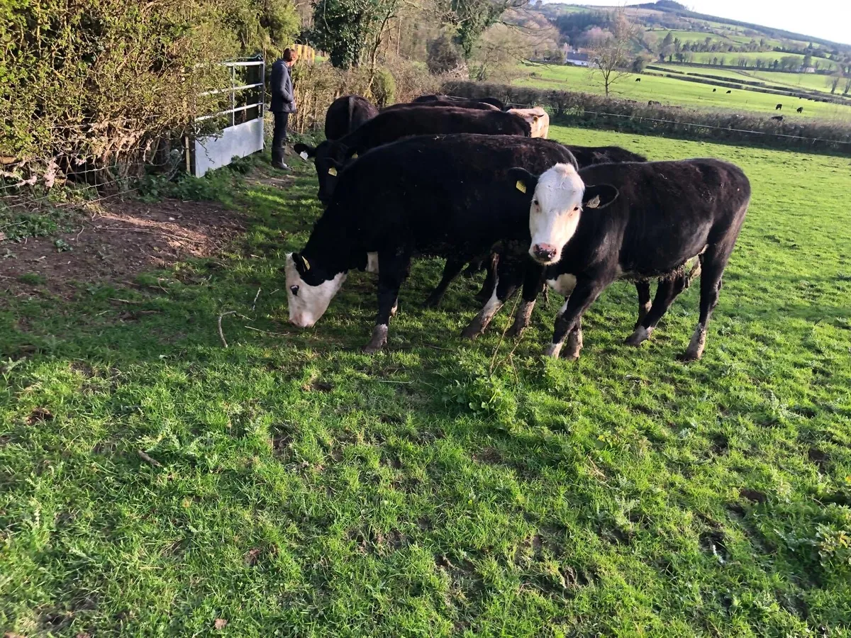 6 Hereford Heifers - Image 2