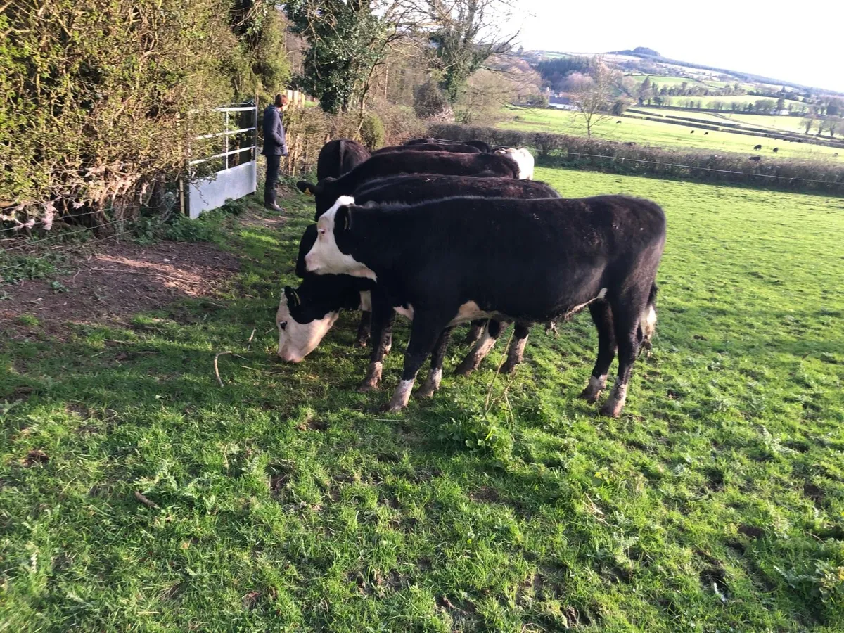 6 Hereford Heifers - Image 3