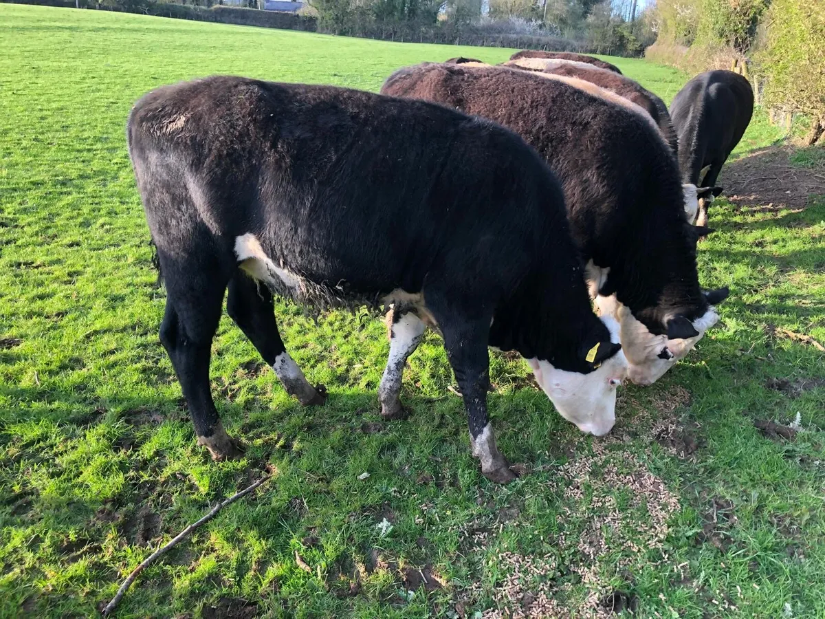 6 Hereford Heifers - Image 4