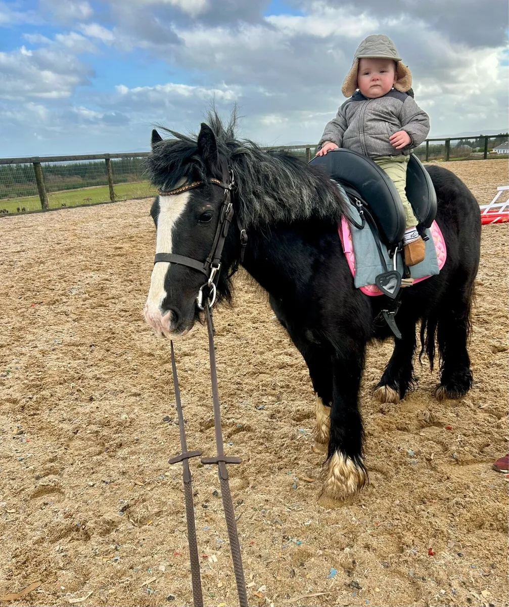 Bombproof begginers pony - Image 3