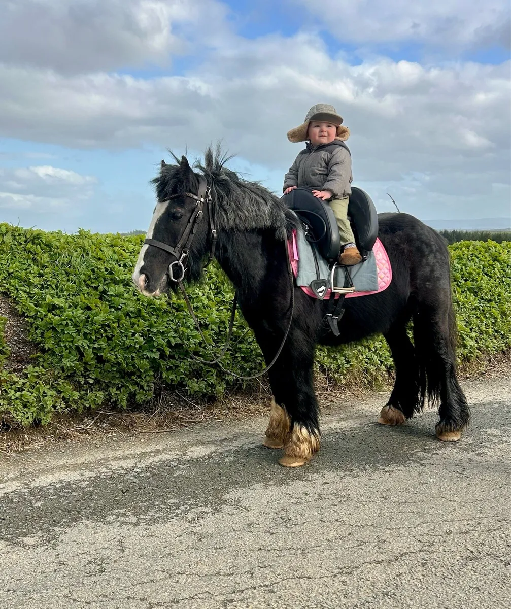 Bombproof begginers pony - Image 1