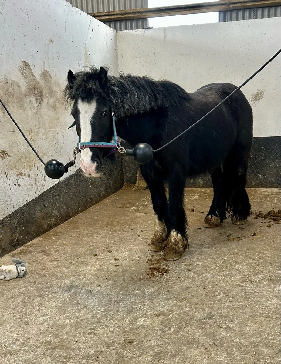 Bombproof begginers pony - Image 2