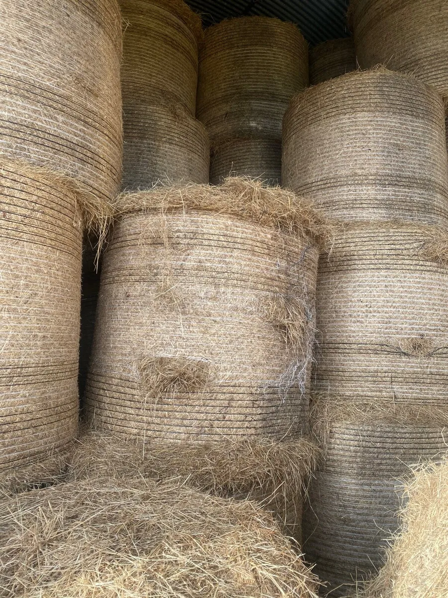 Top quality horse hay - Image 2