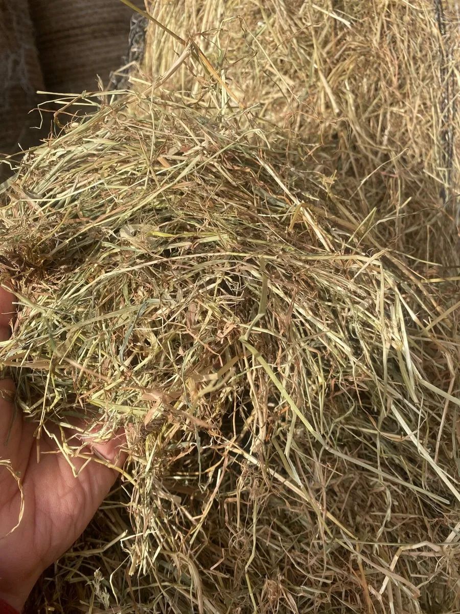 Top quality horse hay - Image 3