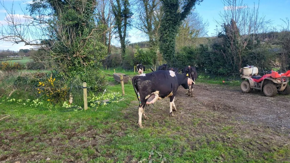 Young calved friesan cows - Image 2