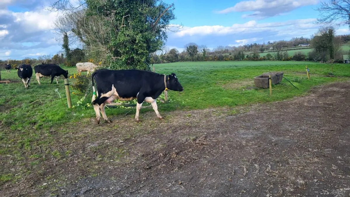 Young calved friesan cows - Image 1