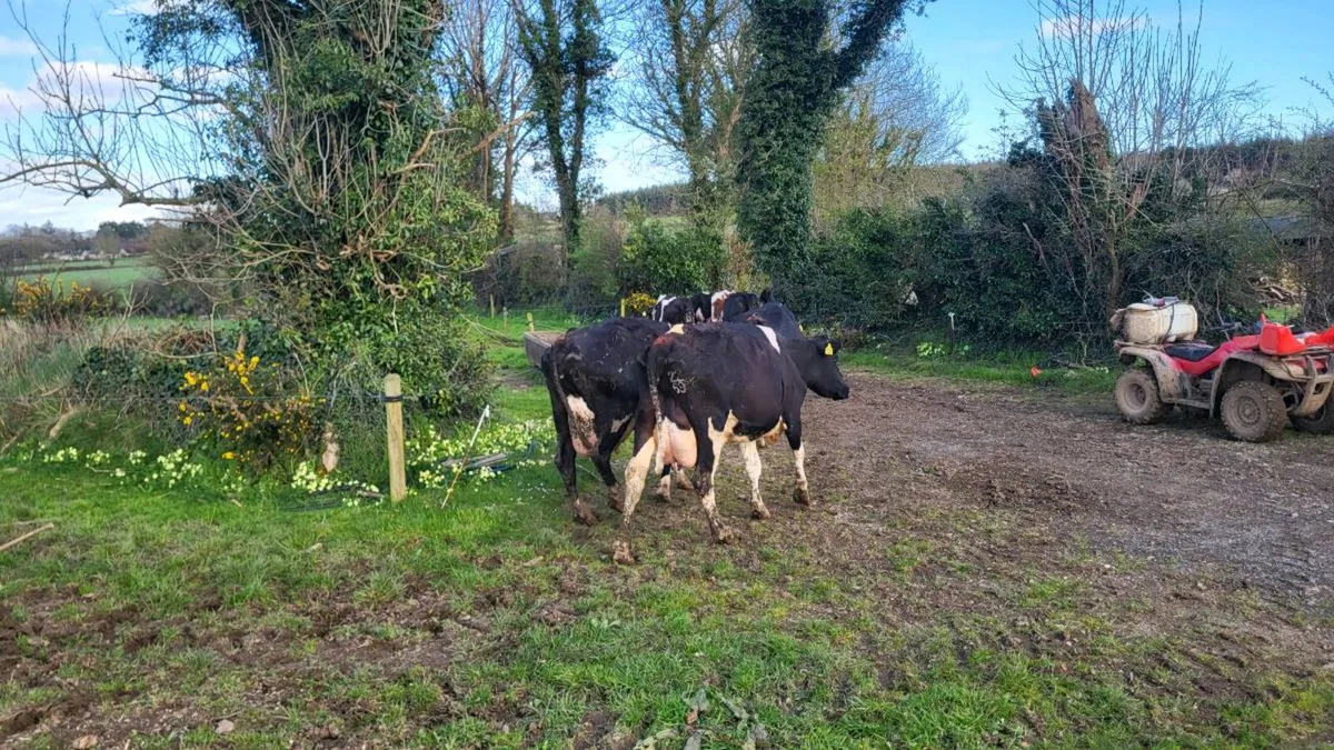 Young calved friesan cows - Image 3