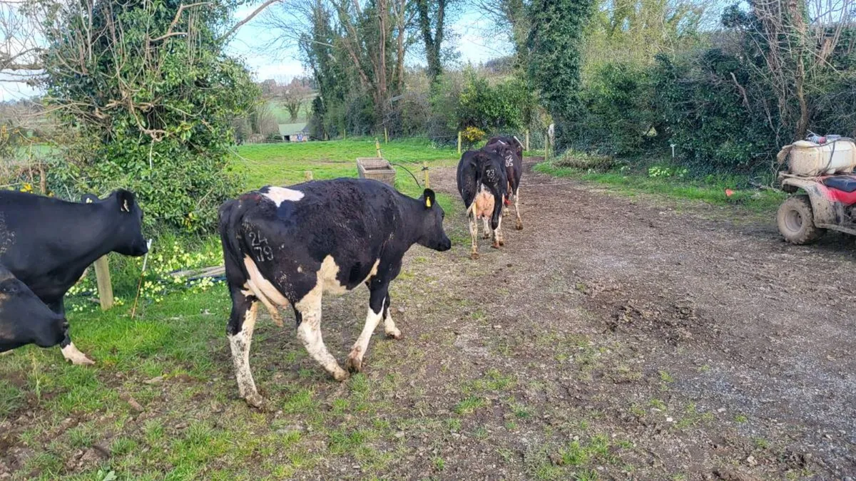 Young calved friesan cows - Image 4