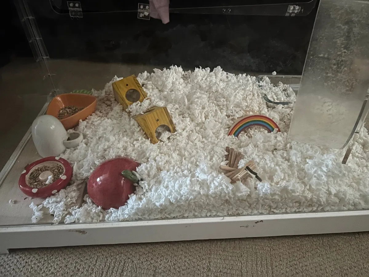 Free Hamster and enclosure/toys - Image 3