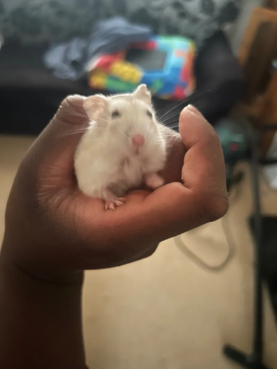 Free Hamster and enclosure/toys - Image 1