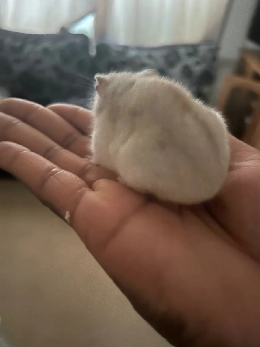 Free Hamster and enclosure/toys - Image 2