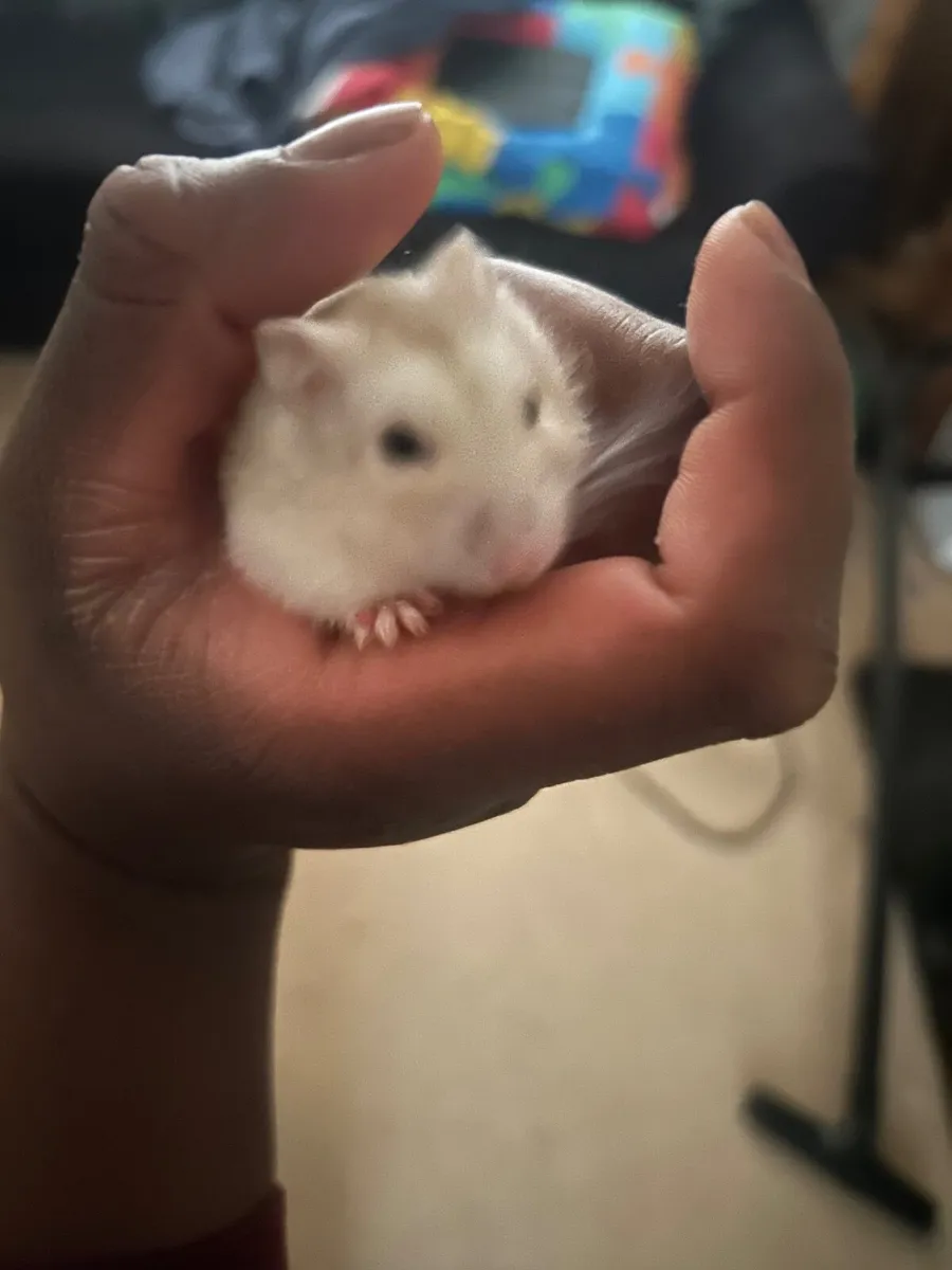 Free Hamster and enclosure/toys - Image 4