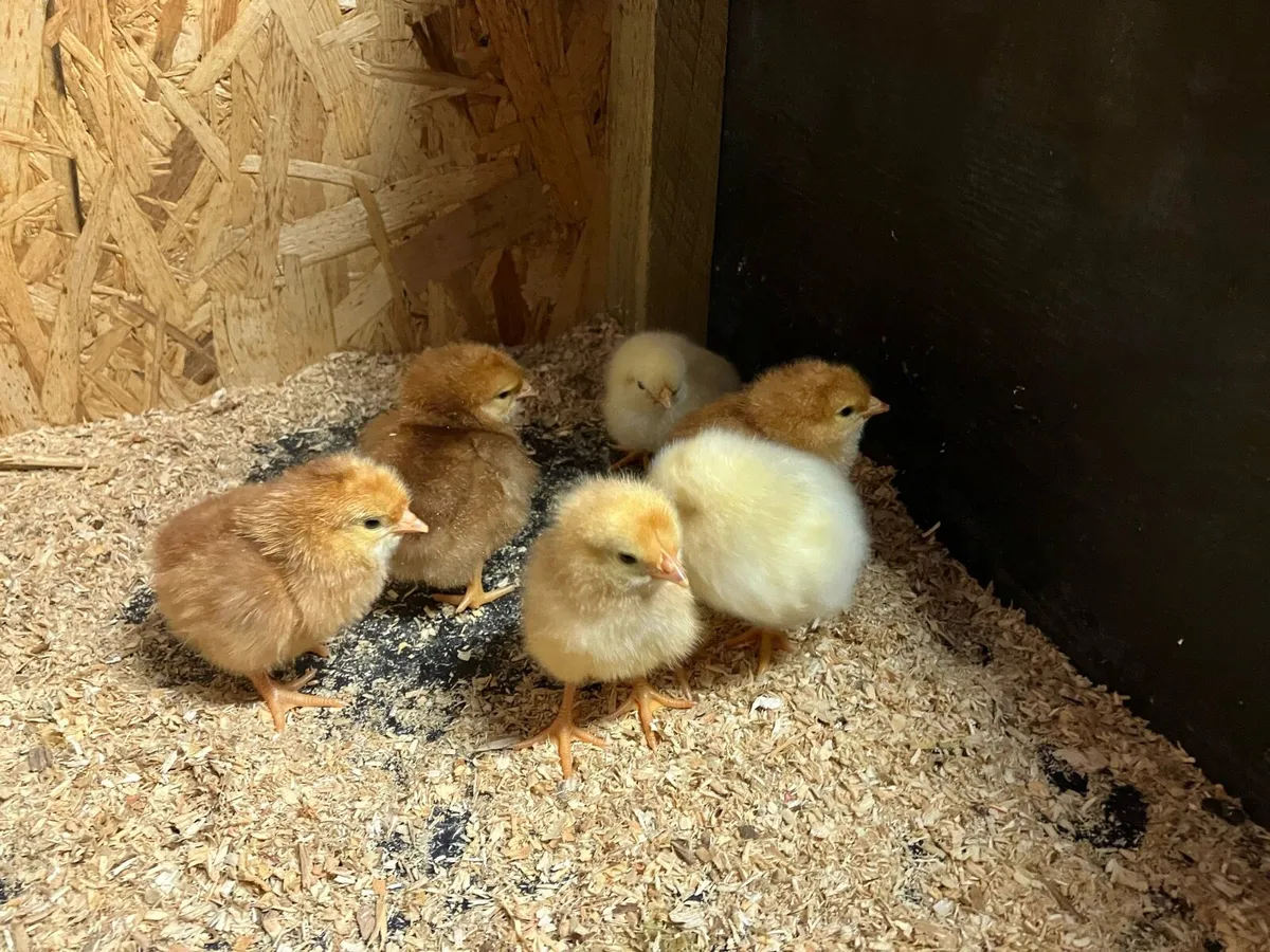 Day old chicks and sitting bantam - Image 1