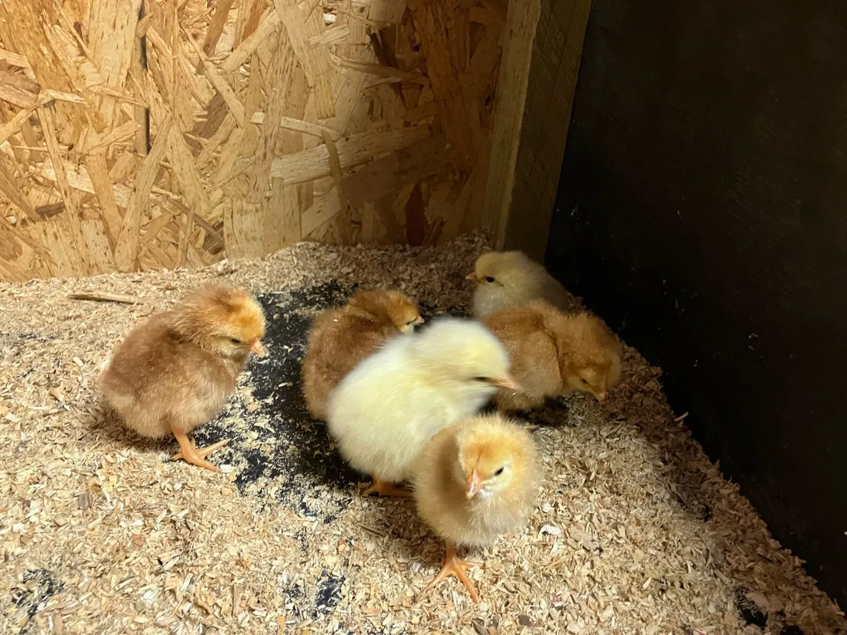 Day old chicks and sitting bantam - Image 2