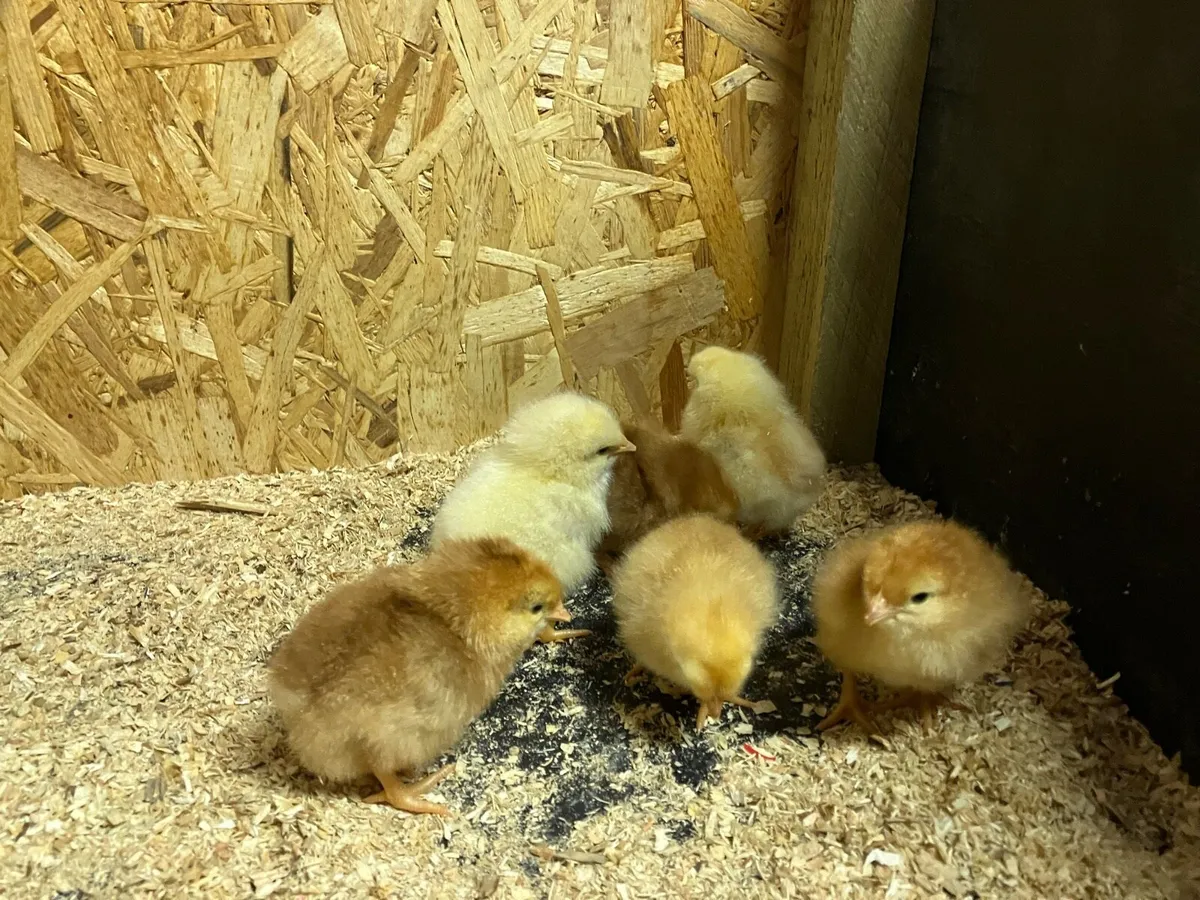 Day old chicks and sitting bantam - Image 3