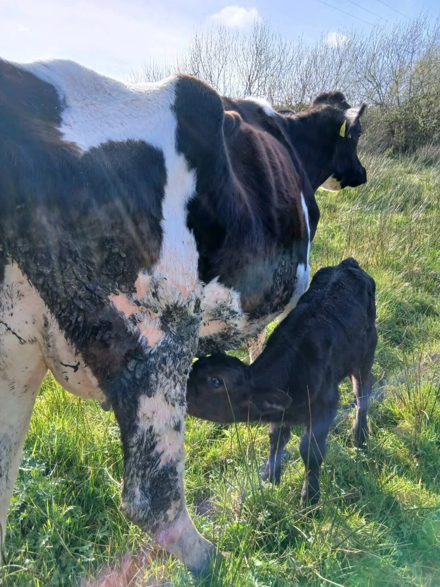 Frisian cow and calf - Image 1
