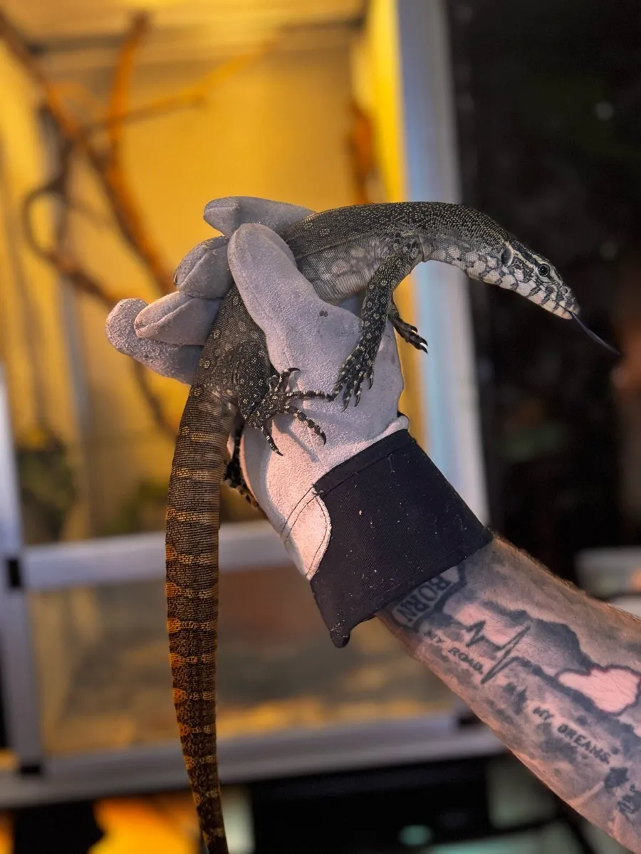 Nile Monitor - Image 1