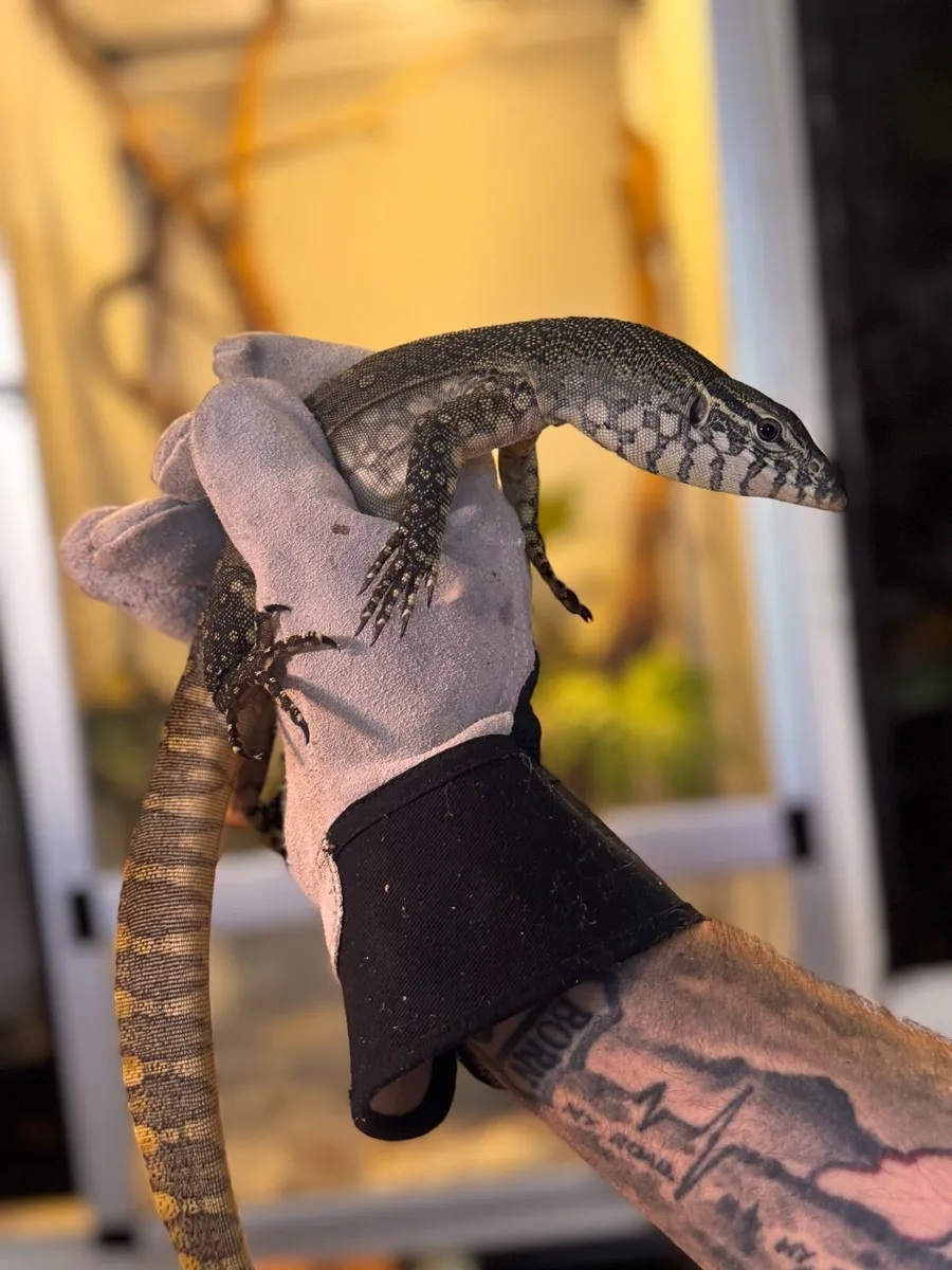 Nile Monitor - Image 2