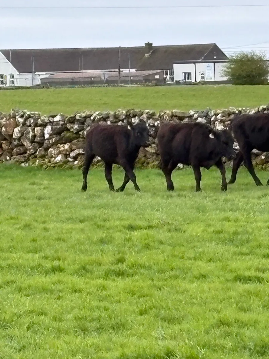 Angus heifers outliers - Image 1