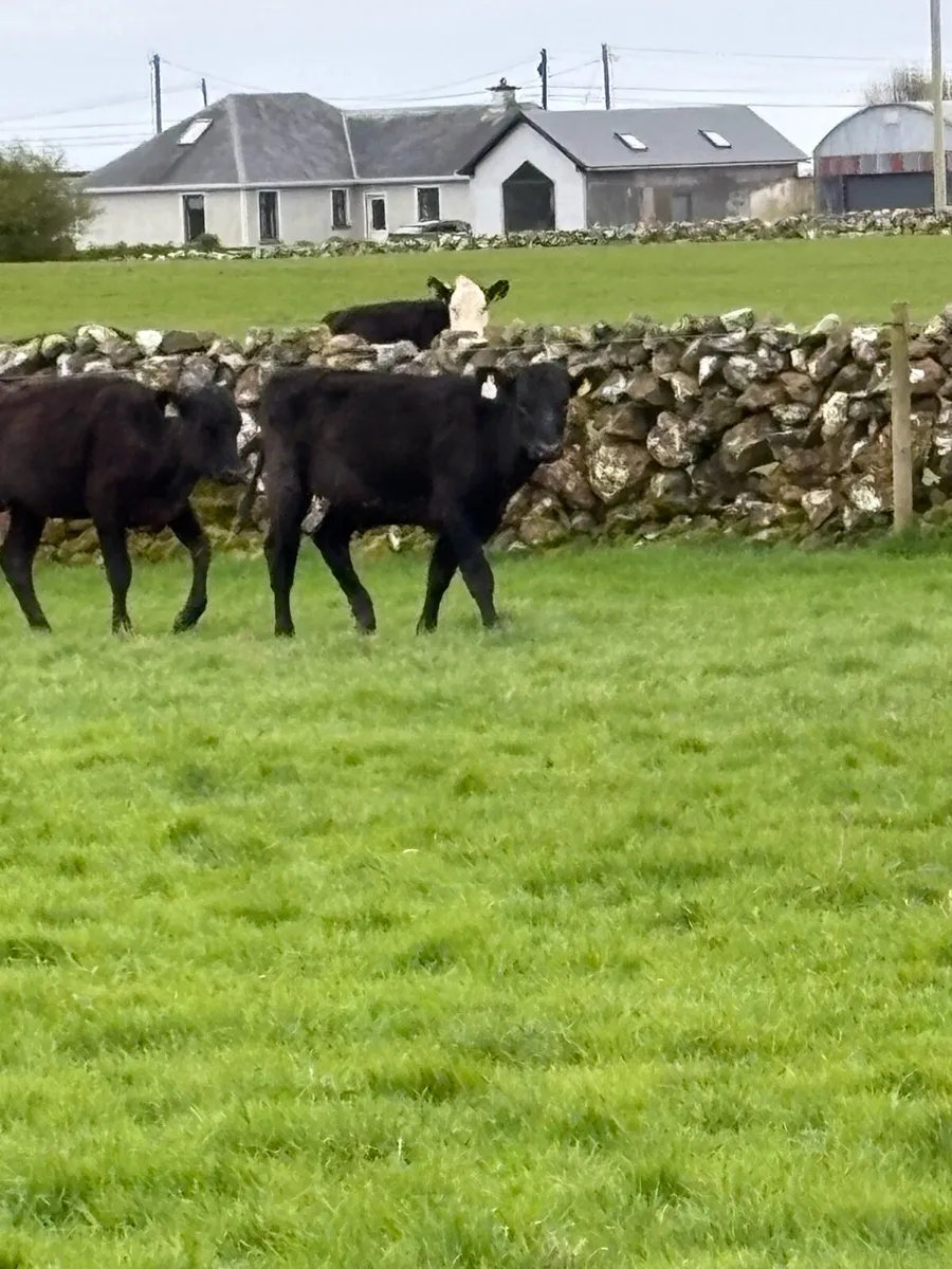 Angus heifers outliers - Image 2