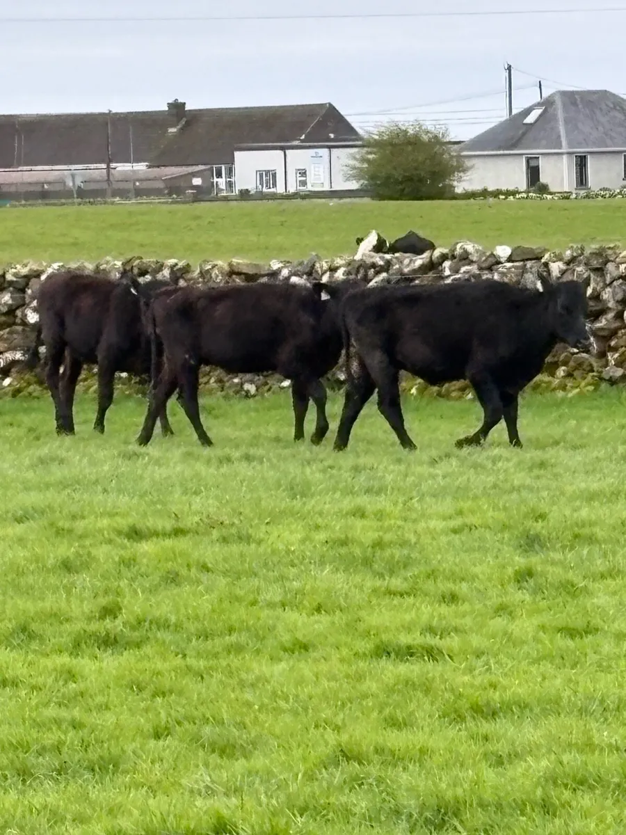 Angus heifers outliers - Image 3