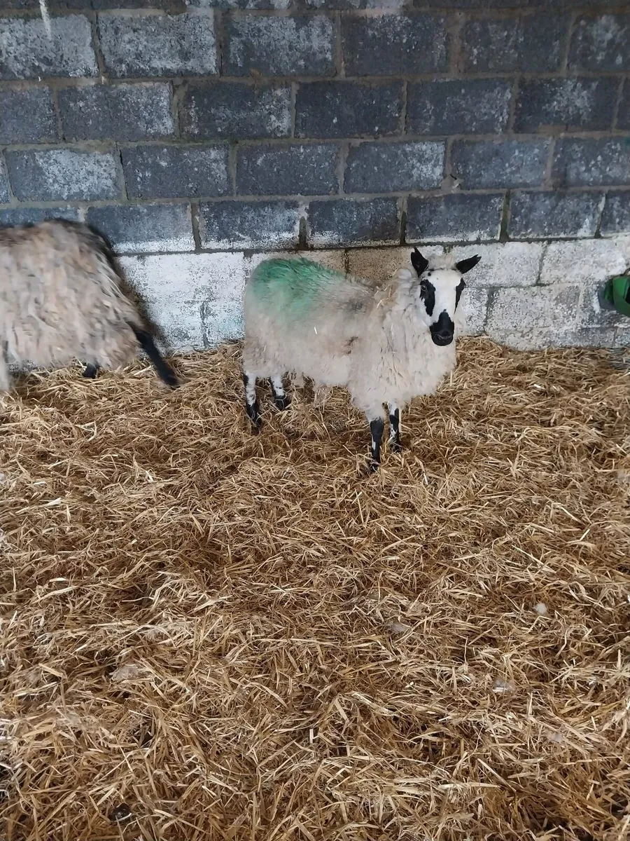 Foster ewe for sale
