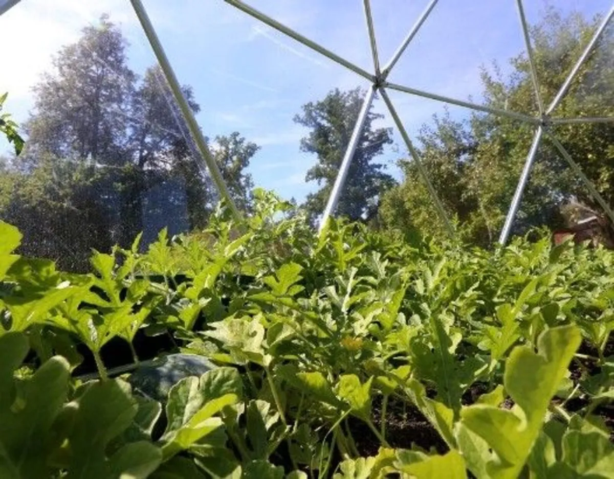 Deluxe 3m(10ft) Clear Tinted Dome Igloo - Image 4