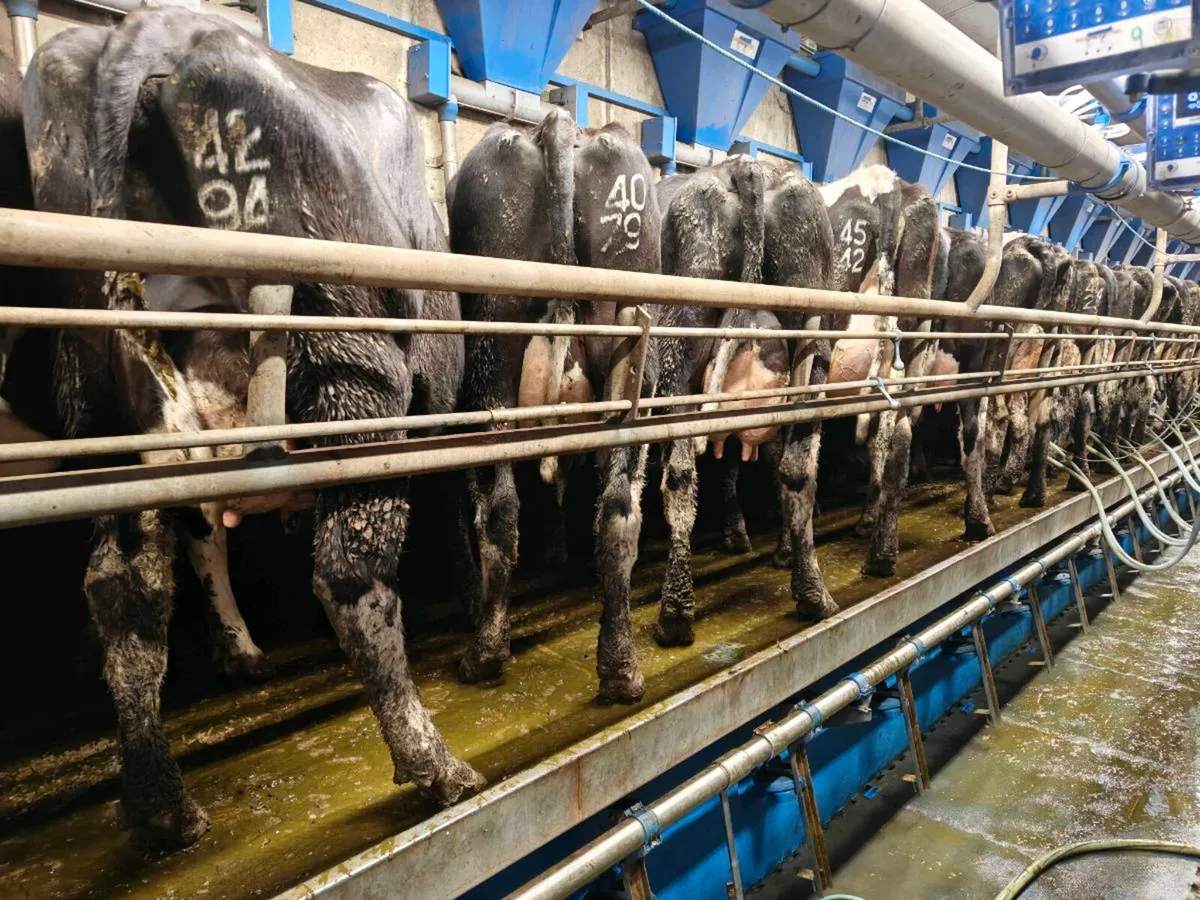 52 British friesan type milking cows - Image 2