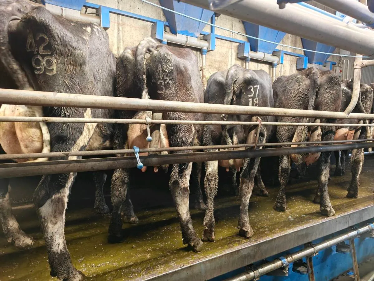 52 British friesan type milking cows - Image 3