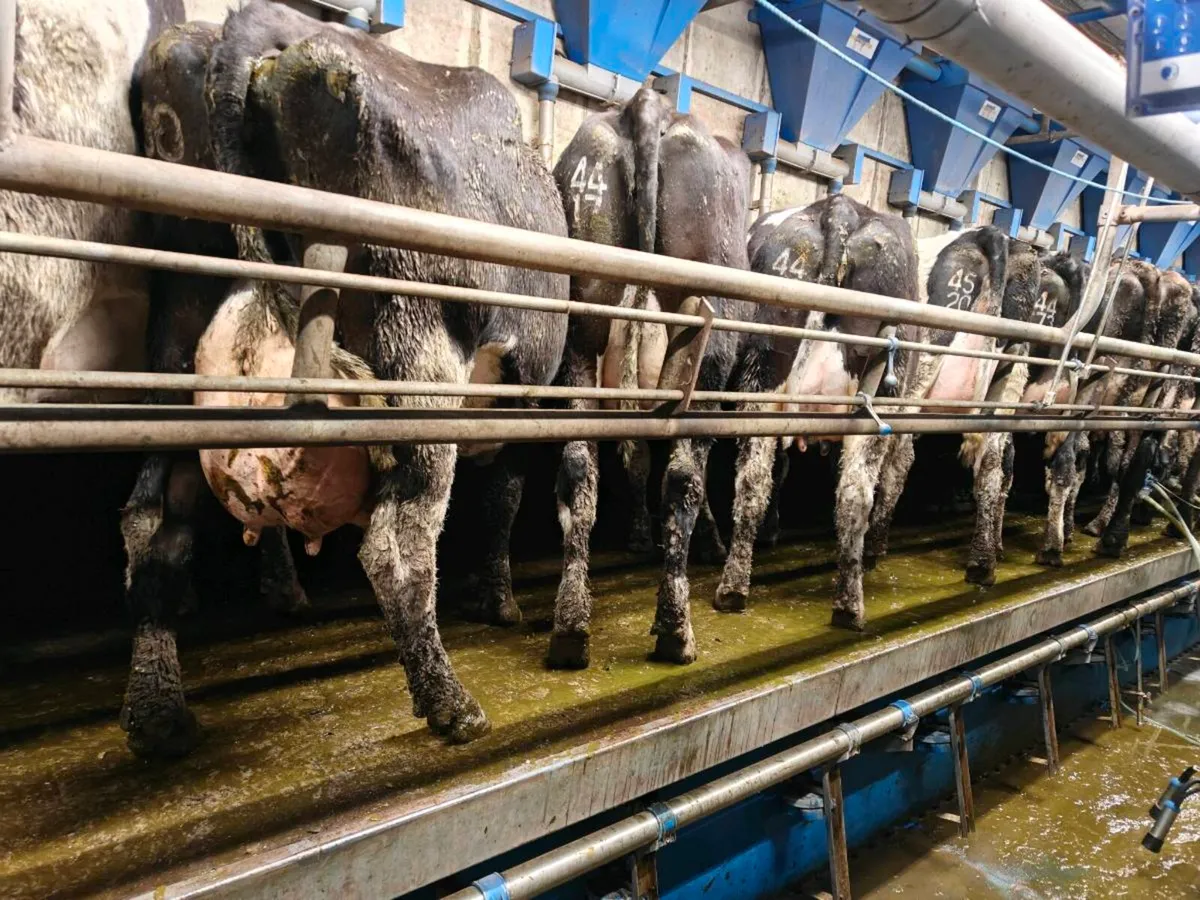 52 British friesan type milking cows - Image 4