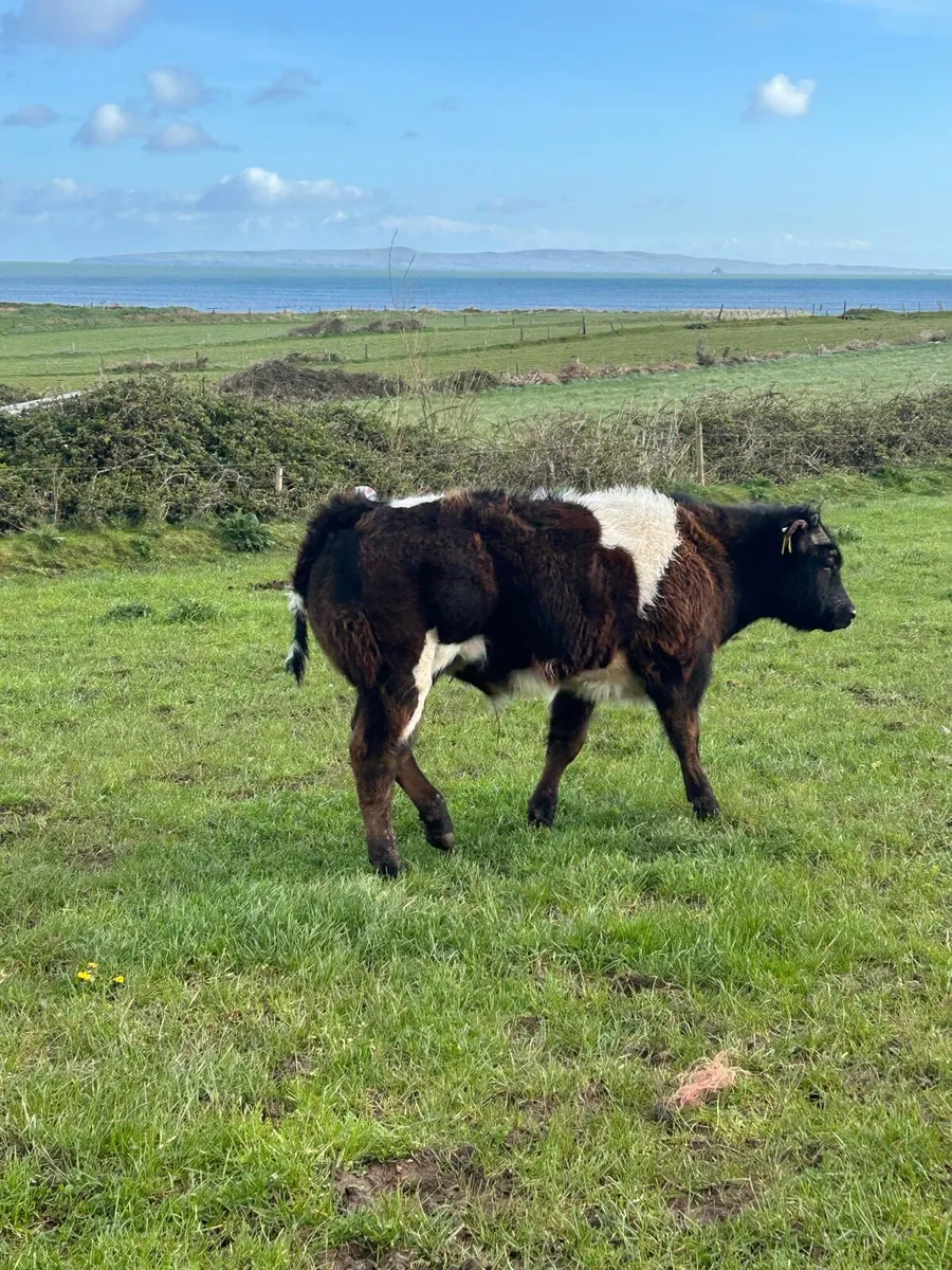 Belgian blue bull heifer and calf castleisland mar - Image 3