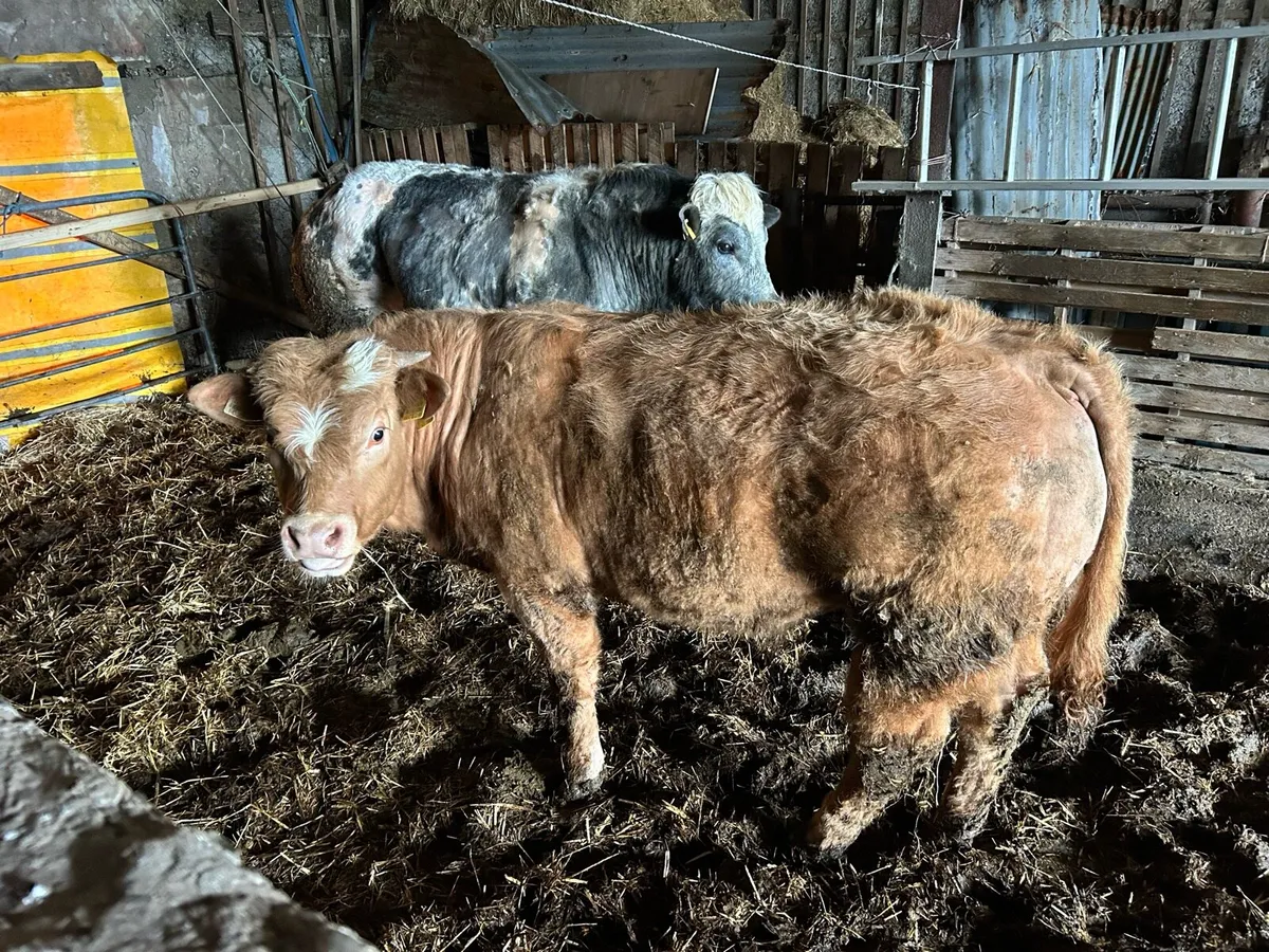 Belgian blue bull heifer and calf castleisland mar - Image 4