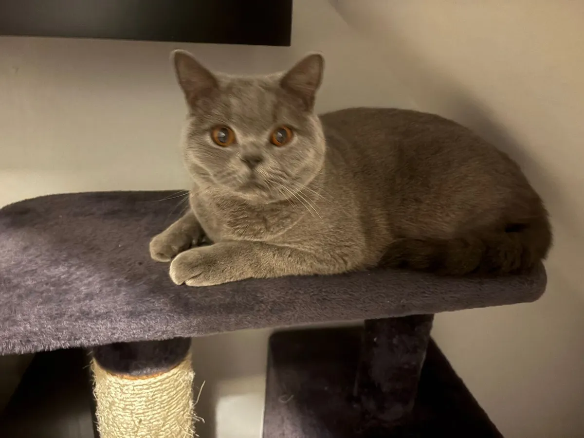 British Shorthair Male - Image 3