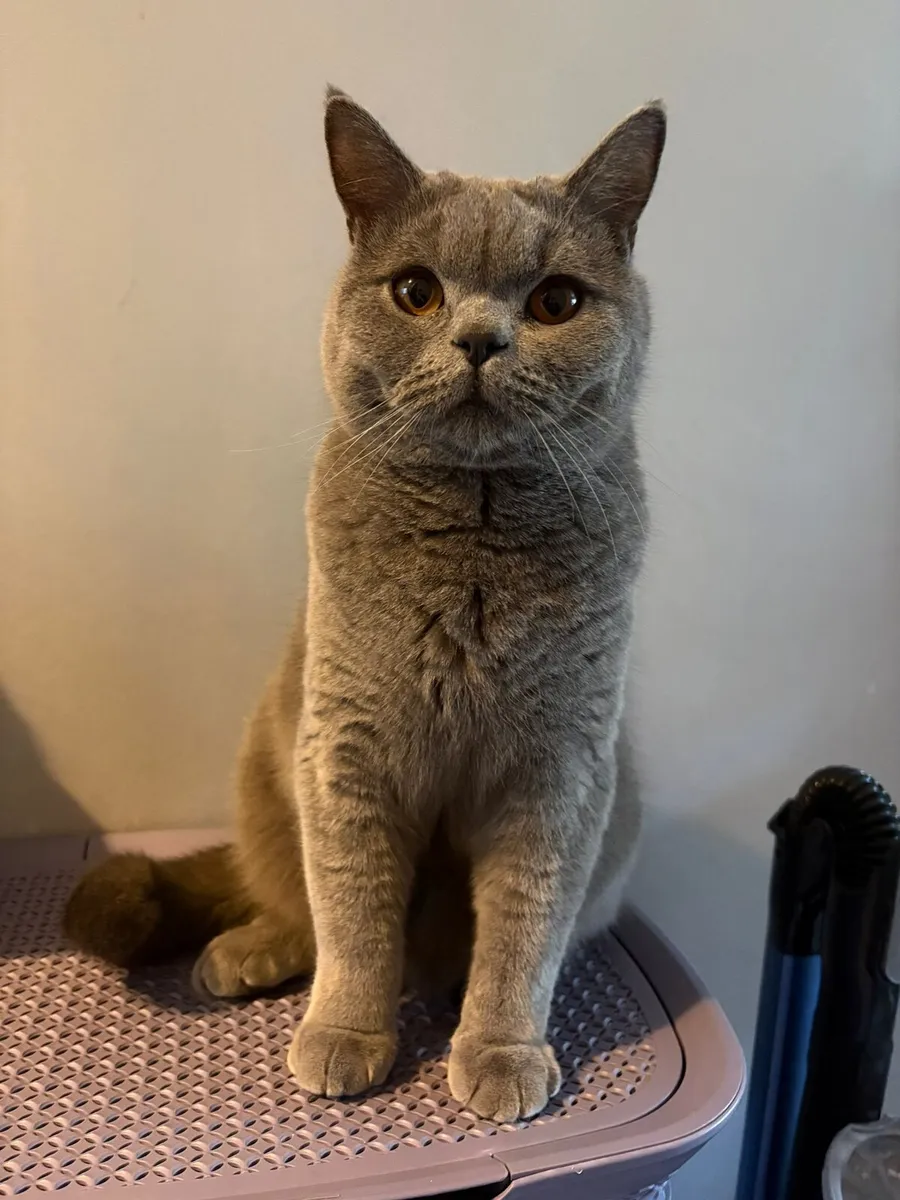 British Shorthair Male - Image 1