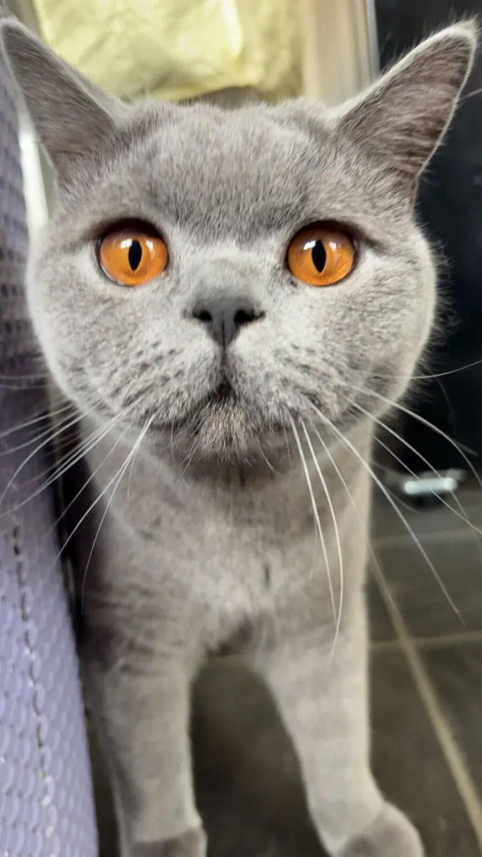 British Shorthair Male - Image 2