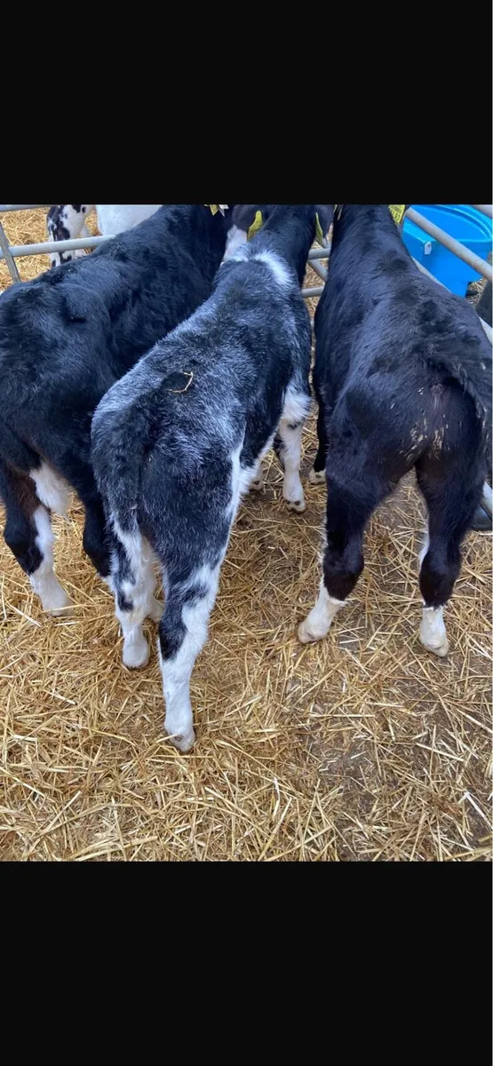 Calves - Image 4