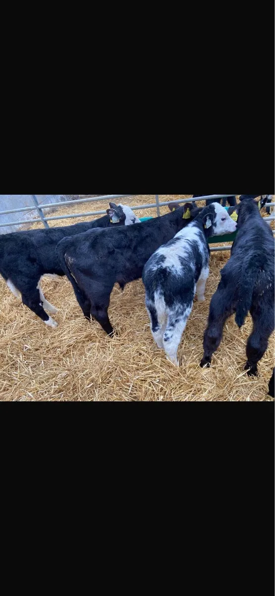 Calves - Image 1