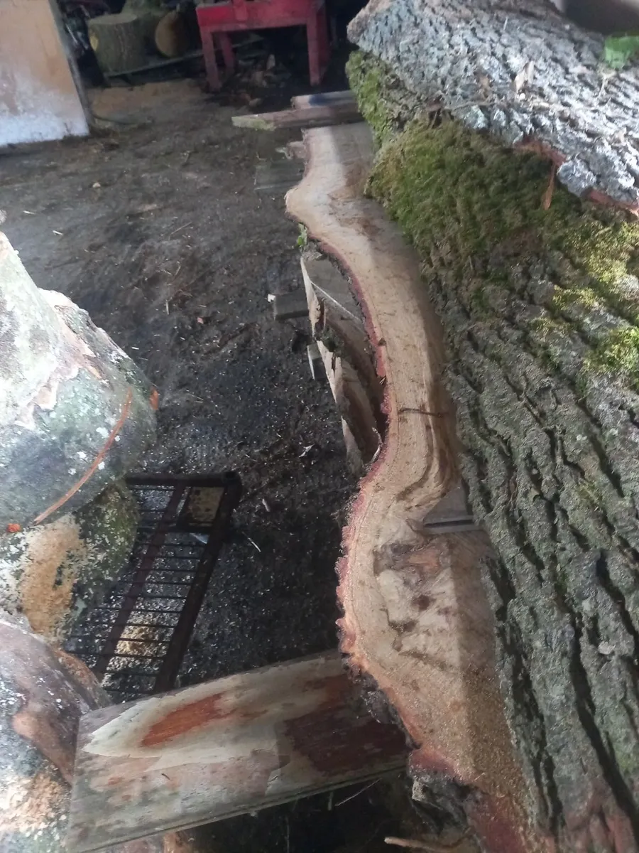 English oak slabs - Image 2