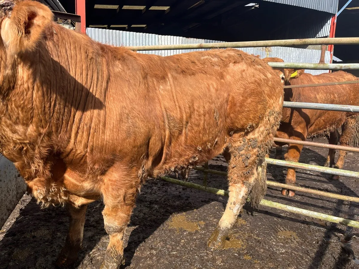 Bulls - Limousin - Image 2