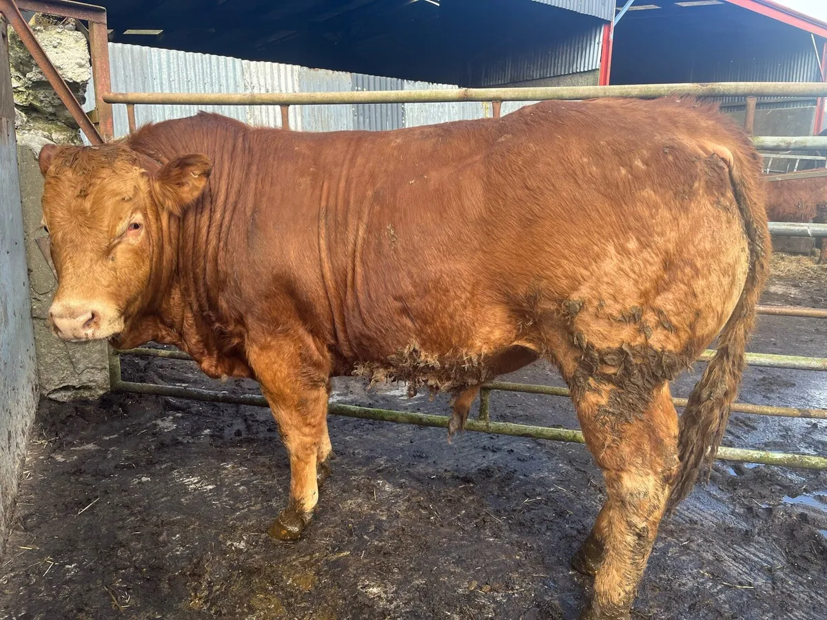 Bulls - Limousin - Image 1