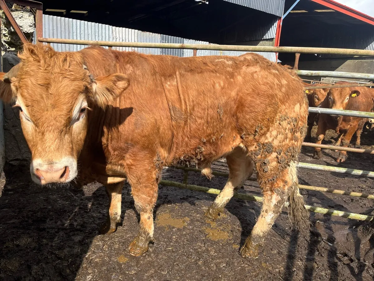 Bulls - Limousin - Image 4