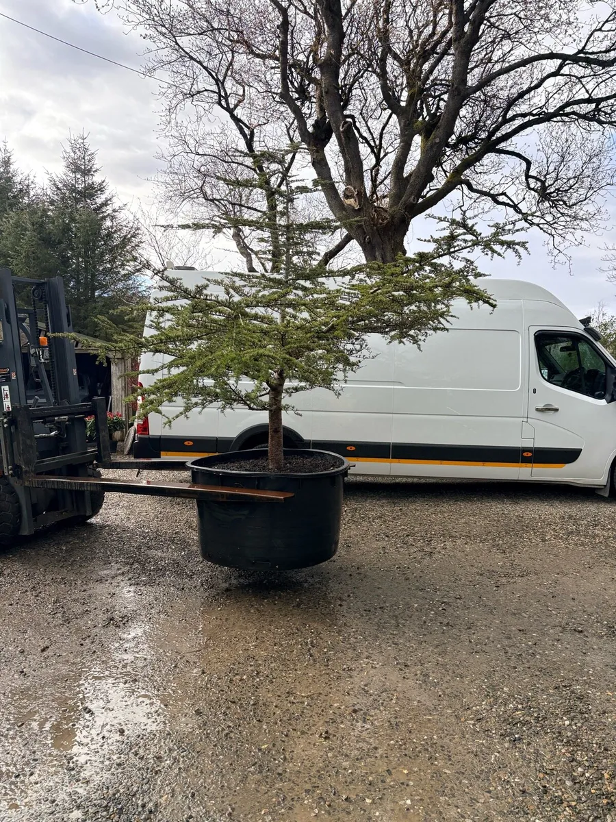 Blue cedar tree.. large 600lt 12ft tall - Image 1