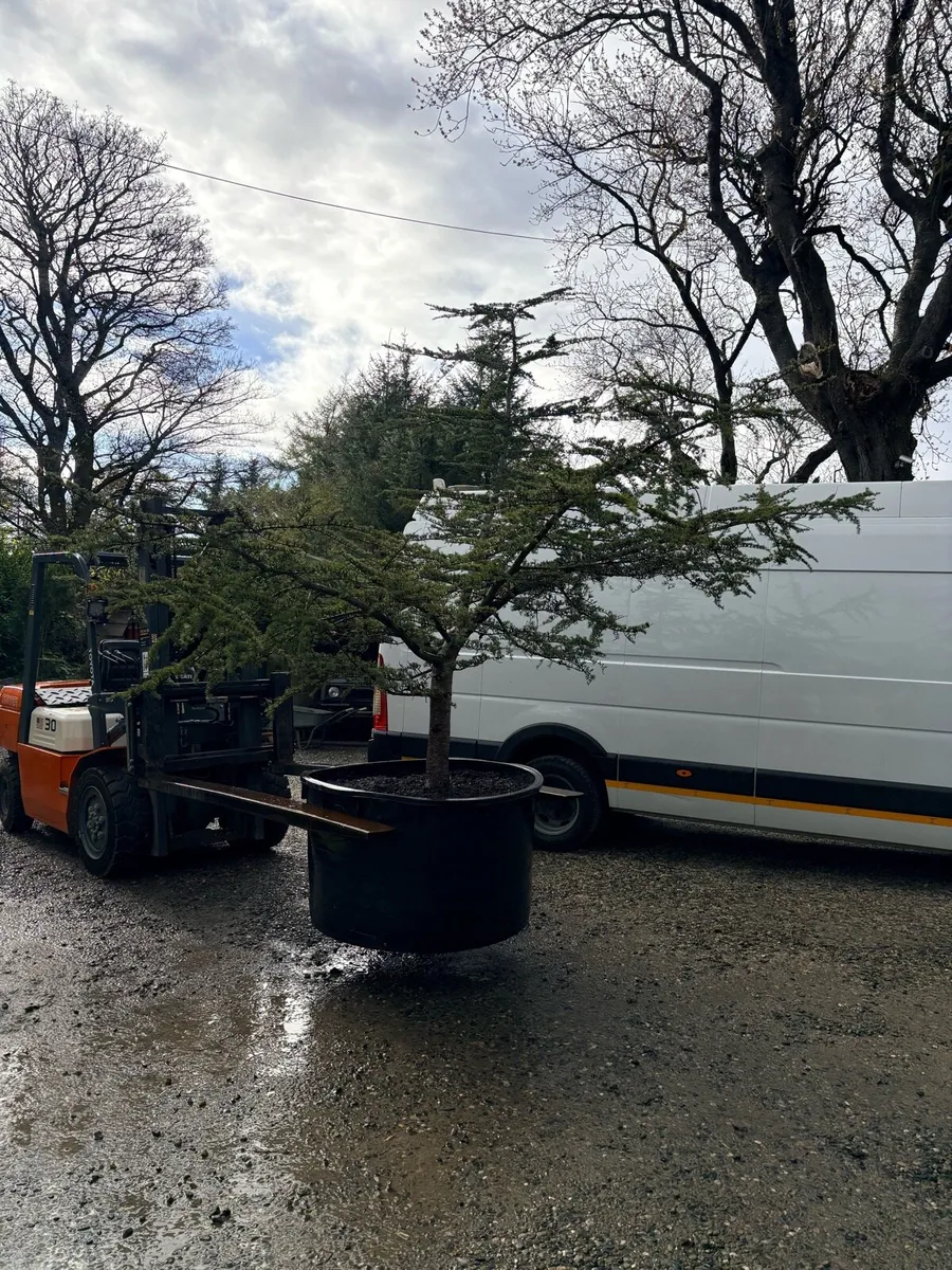 Blue cedar tree.. large 600lt 12ft tall - Image 2