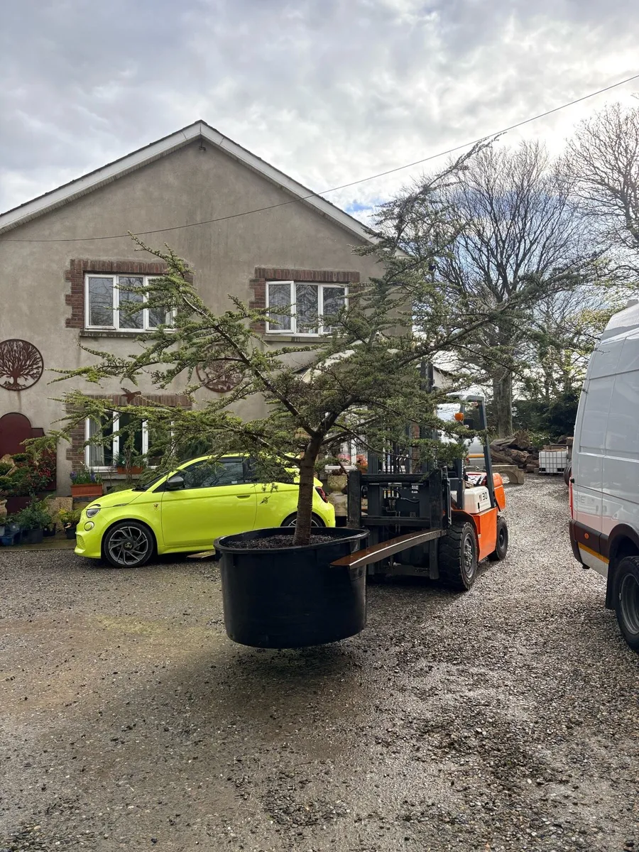 Blue cedar tree.. large 600lt 12ft tall - Image 3