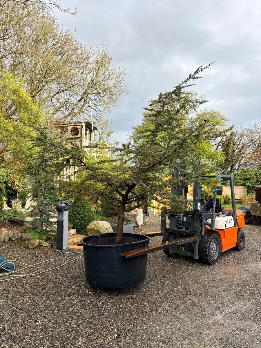 Blue cedar tree.. large 600lt 12ft tall - Image 1